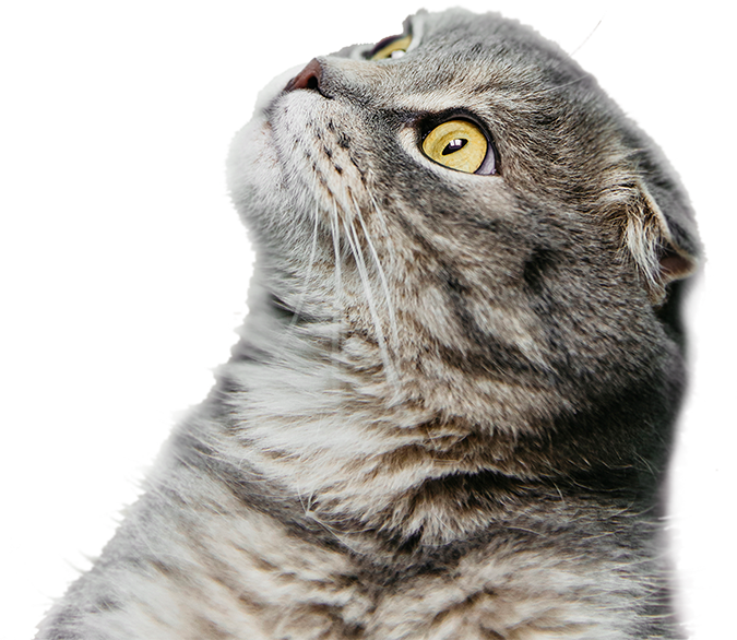 WowPaw for animal care