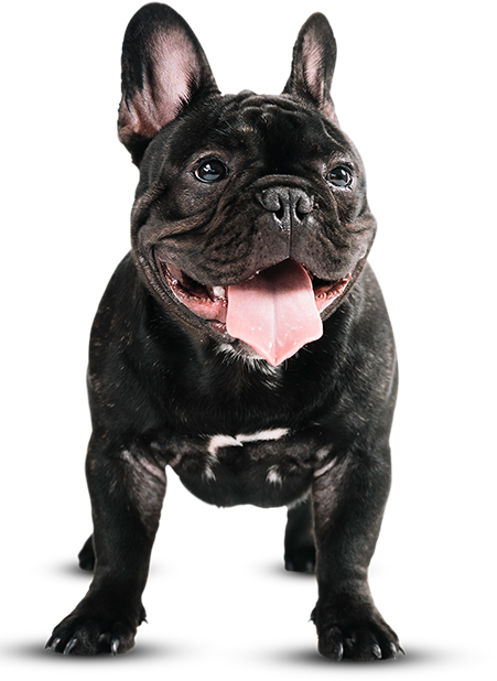 WowPaw for animal care