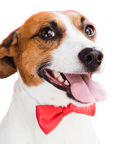 WowPaw for animal care