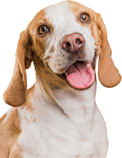 WowPaw for animal care