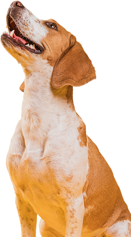 WowPaw for animal care