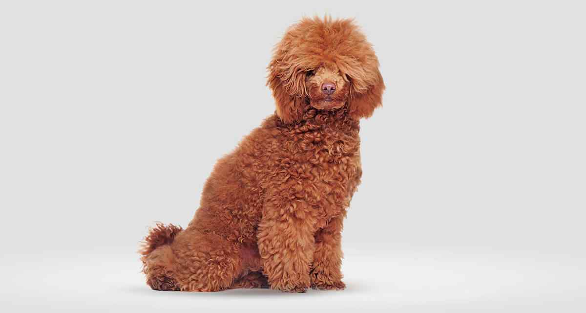 WowPaw for animal care